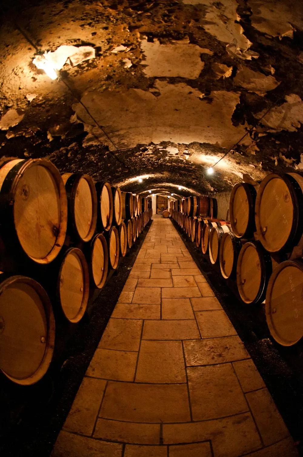 Une cave voûtée bordée de tonneaux de chêne