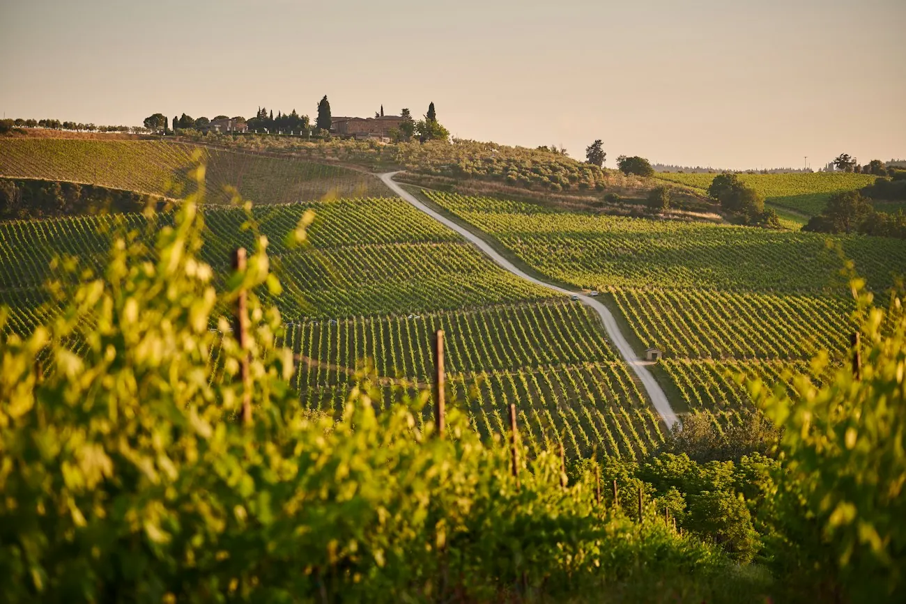 Des rangs de vigne au soleil couchant sur une colline